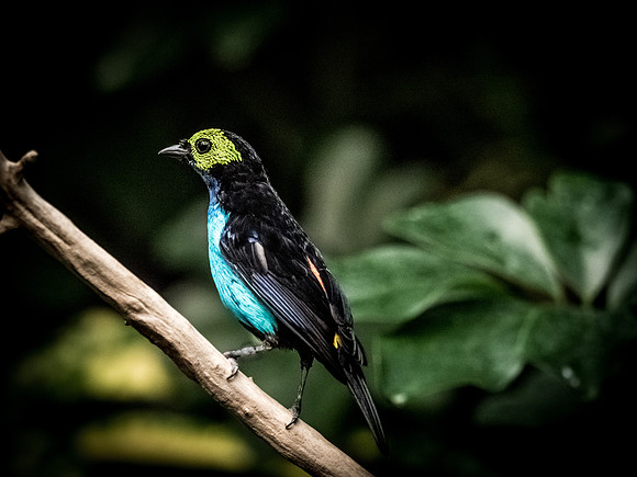 Woodland Park Zoo 11-11-2018-4