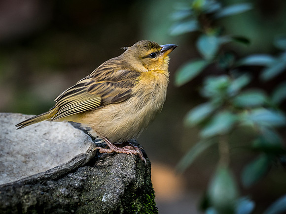Woodland Park Zoo 11-11-2018-28