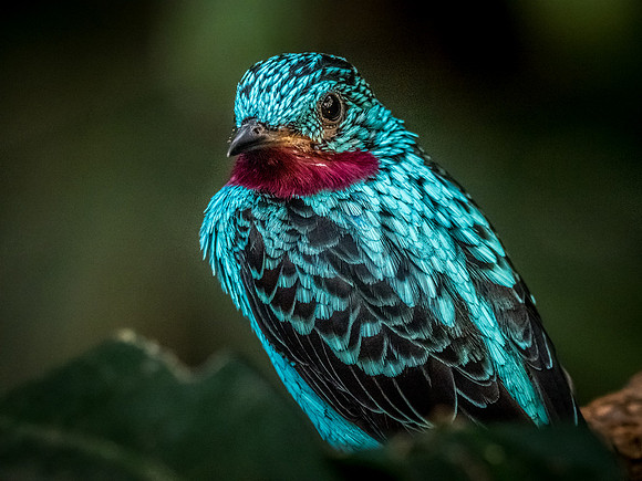 Woodland Park Zoo 11-11-2018-10