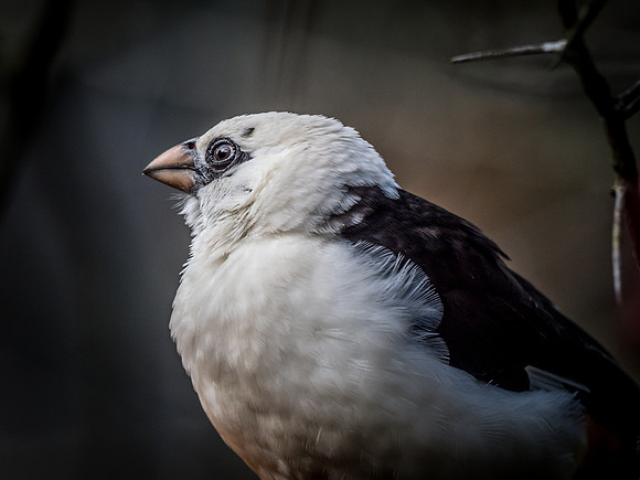 Woodland Park Zoo 11-11-2018-32