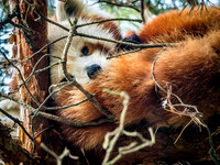 Woodland Park Zoo 11-11-2018-18