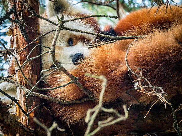 Woodland Park Zoo 11-11-2018-18