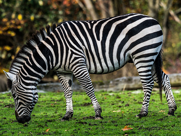Woodland Park Zoo 11-11-2018-24
