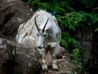 Zoo Portland Set 1 6-30-24