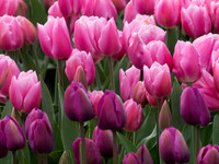 Skagit Tulips 2012