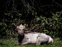 Elk @ North Bend, WA 12-28-25
