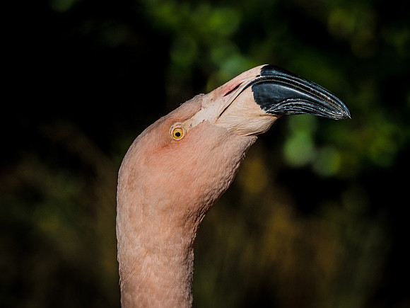 Woodland Park Zoo 11-18-18-14
