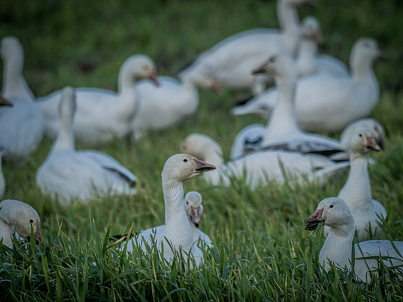 Snow Geese @ The Skagit Valley 12-2-18-11