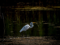 Cape Cod Wildlife 2018 Set 1-28