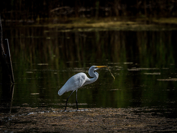 Cape Cod Wildlife 2018 Set 1-28