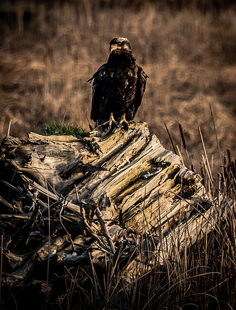 Skagit Valley 2-17-19-14