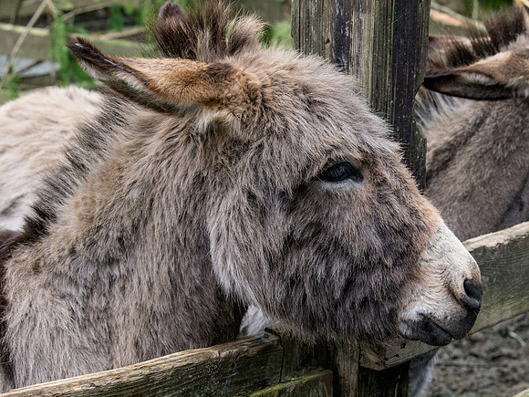 The Arlington Kangaroo Farm_-24