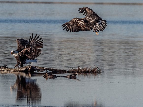 Eagles @ Whidbey Island 11-18-18-20