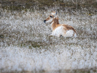 Antelope Island Wildlife & Ranch March 2026