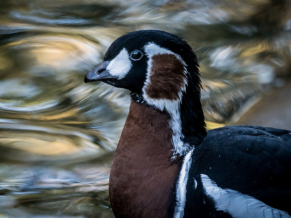 Woodland Park Zoo 11-18-18-20
