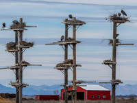 Heron Rookery Bountiful, UT March 2026