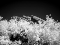 The Indian Canyons of Palm Springs June 2026 Infrared