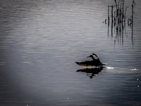 Skagit Valley Birds 11-11-18 (11 of 26)