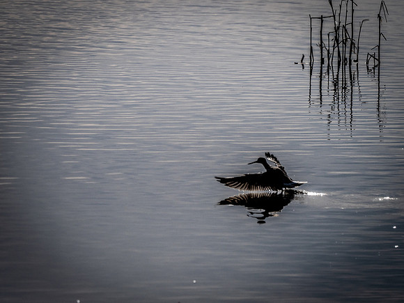 Skagit Valley Birds 11-11-18 (11 of 26)