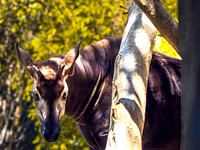San Diego Zoo June 2026 Set 2