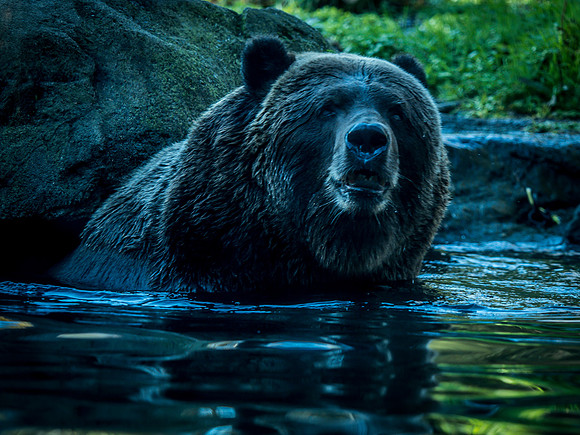 Woodland Park Zoo 11-18-18-39