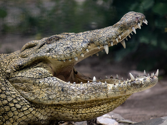 Alligators-20