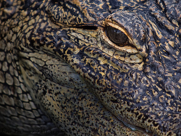 Alligators-4