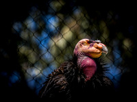 San Diego Zoo June 2026 Set 3