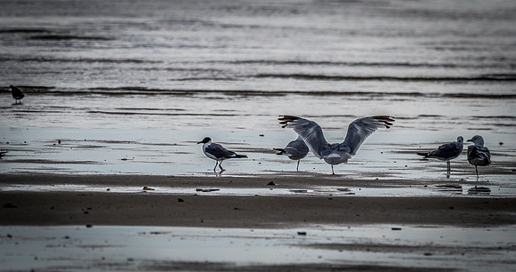 Cape Cod Wildlife 2018 Set 1-39