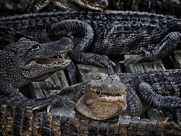 Alligators-12