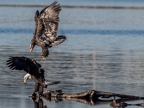 Eagles @ Whidbey Island 11-18-18-16