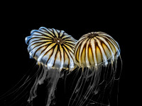 Point Defiance Zoo 2-12-23