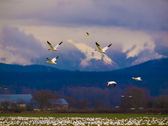 Snow Geese_-12