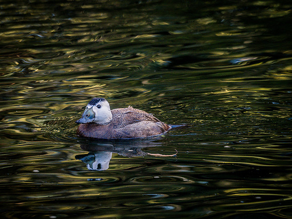 Woodland Park Zoo 11-18-18-18