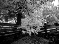 Aida & Kaleb Infrared Wedding 8-29-26