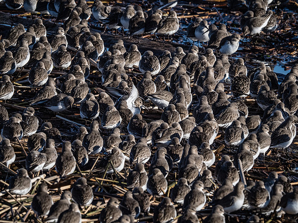 Skagit Valley 1-13-19-33
