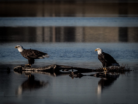 Eagles @ Whidbey Island 11-18-18-8