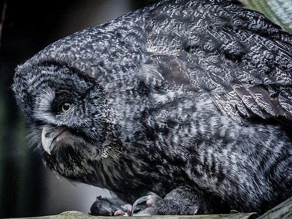 Woodland Park Zoo 11-18-18-45