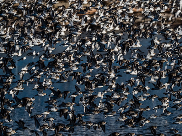 Skagit Valley 1-13-19-31