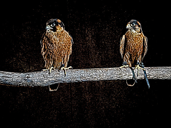 The Falconer with Olympus Cameras @ Kenmore Camera 2-2-19-15