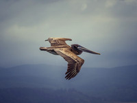 Pelicans @ Tokeland,WA 8--8-21