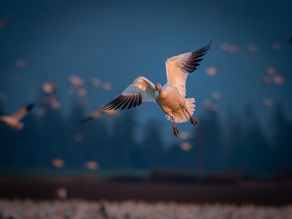 Snow Geese @ The Skagit Valley 12-2-18-22