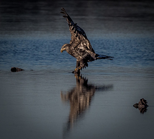 Eagles @ Whidbey Island 11-18-18-7