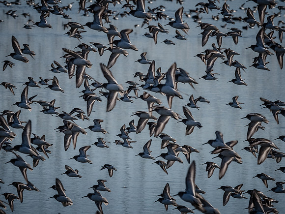 Skagit Valley 1-13-19-37