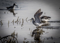 Skagit Valley Birds 11-11-18 (10 of 26)