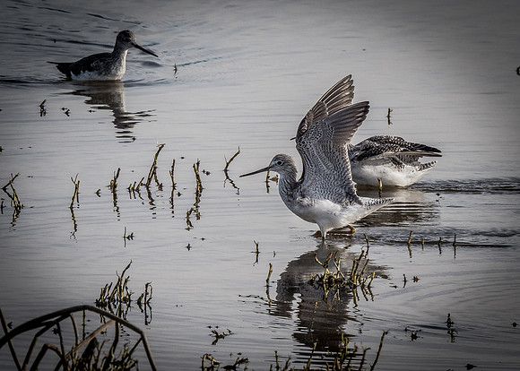Skagit Valley Birds 11-11-18 (10 of 26)