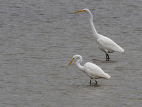 Herons-Egrets @ The Everett Marina 10-17-20