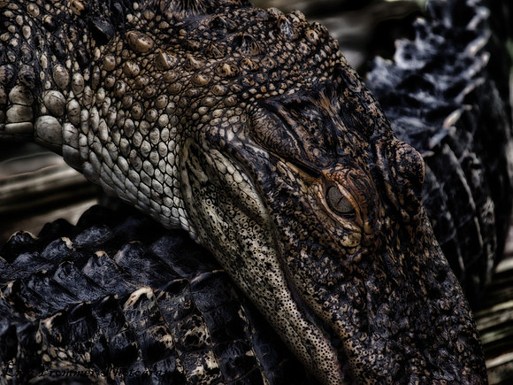 Alligators-6