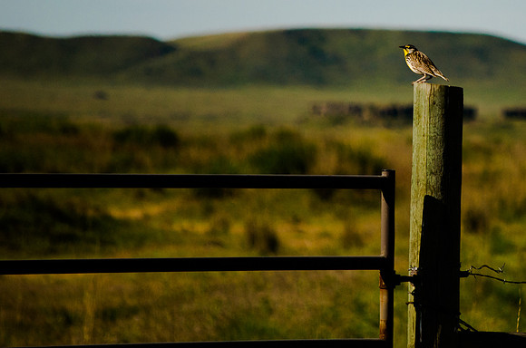 In the Palouse