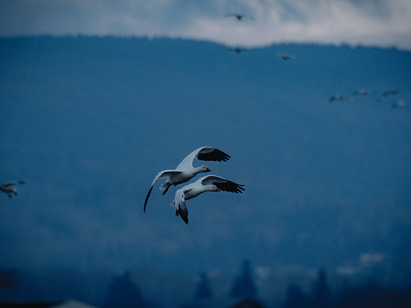 Snow Geese @ The Skagit Valley 12-2-18-16